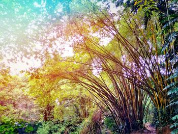 Low angle view of trees