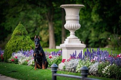 View of dobermann in front of plants