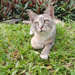 Portrait of cat on grass