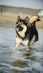 Close-up portrait of wet dog on beach