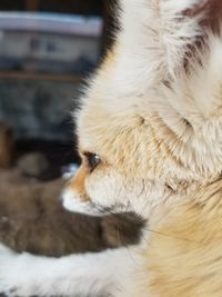 Close-up of a cat