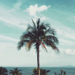 Palm tree on beach against sky