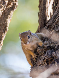 Close-up of squirrel on tree trunk