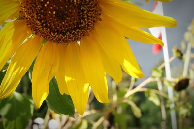 Close-up of sunflower