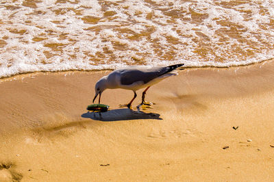 Bird on sand at beach