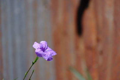 Close-up of purple flowering plant