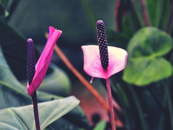 Close-up of pink flower blooming outdoors