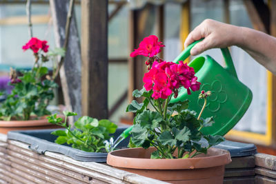 Pink flower pot on potted plant