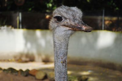 Close-up of ostrich