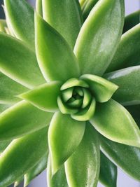 Close-up of green leaves