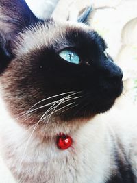 Close-up of a cat looking away