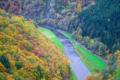 Scenic view of forest during autumn