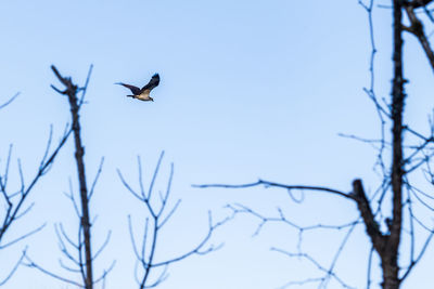 Low angle view of bird flying in the sky