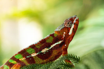 Close-up of lizard