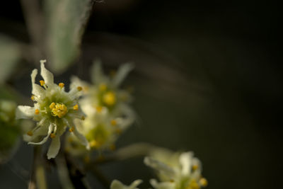 Close-up of white flowering plant