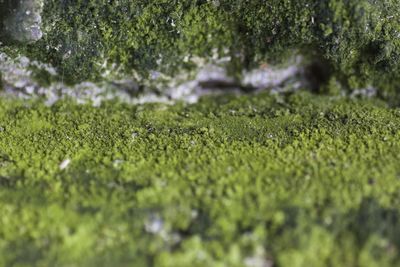 Full frame shot of fresh green grass