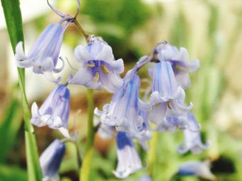 Close-up of purple flowering plant