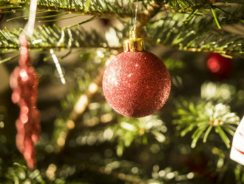 Close-up of christmas tree