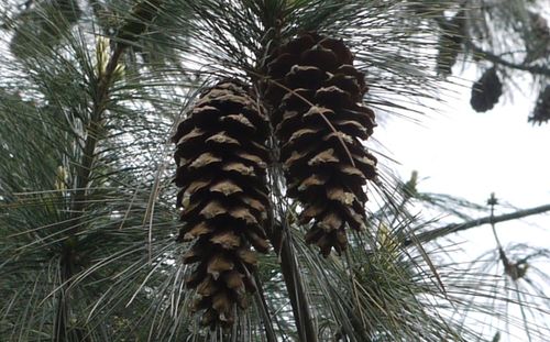 Low angle view of palm trees