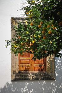 Close-up of tree against house