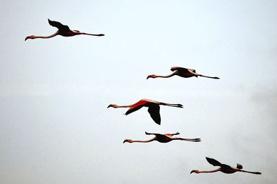 Low angle view of birds flying