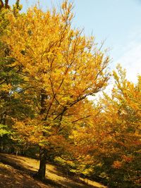 Trees growing in park during autumn