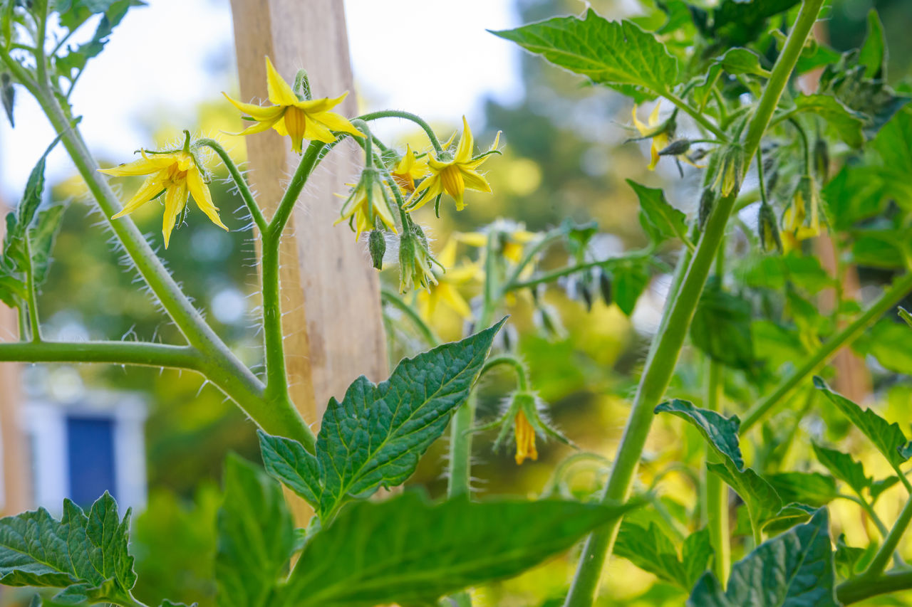 plant, leaf, green, plant part, nature, growth, flower, food, food and drink, no people, freshness, beauty in nature, close-up, outdoors, agriculture, day, focus on foreground, garden, vegetable, flowering plant, wildflower, healthy eating, crop, produce, yellow, summer, tree, meadow, sunlight, environment, landscape