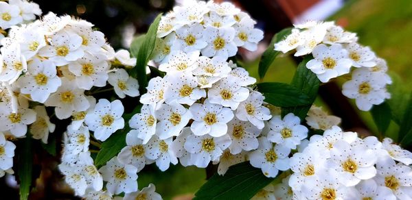 Close-up of white flowering plant in park