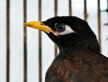 Close-up of a bird