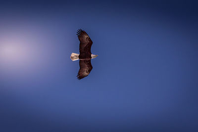 Low angle view of eagle flying in sky