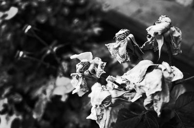 Close-up of wilted flowering plant