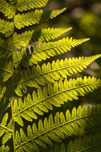 Full frame shot of leaves