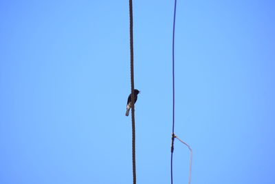 Low angle view of bird perching on cable