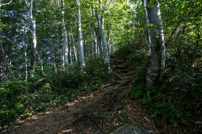 Dirt road amidst trees in forest