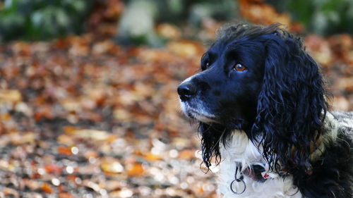 Close-up of dog looking away