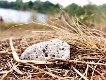 Close-up of crab on field