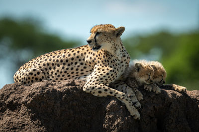 Cheetah family sitting on rock in forest