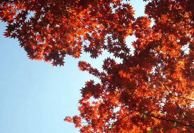 Low angle view of tree against sky during autumn