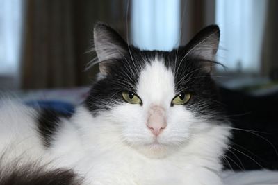 Close-up portrait of cat