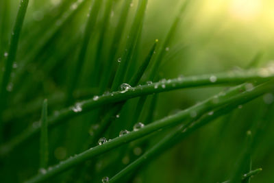 Close-up of wet grass during rainy season