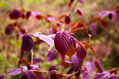 Close-up of wilted plant on field