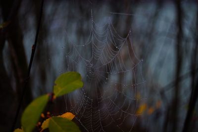 Close-up of wet spider web on plant