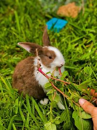 Close-up of a hand feeding on a field. rabbit feeding.