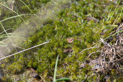 Plants growing on field