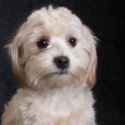 Close-up portrait of white dog