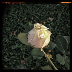 Close-up of rose blooming outdoors