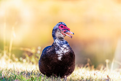 Close-up of a bird on field