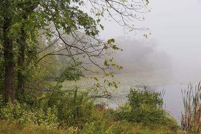 Trees by lake during foggy weather