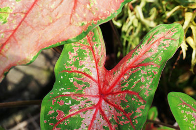 Close-up of maple leaves on plant