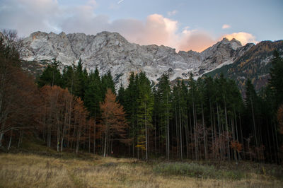 Panoramic shot of trees on field against sky